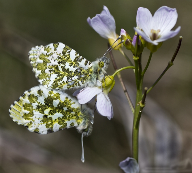 43 - MATING ORANGE TIPS - RAILLEY TERRY - scotland.jpg